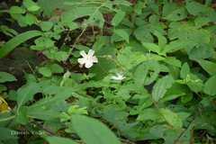 Thunbergia fragrans var. fragrans